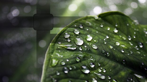 Rain drops on leaf-wallpapers HD