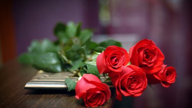 Red Rose Wallpaper HD pictures.