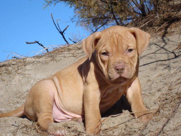 Red nose Pitbull.