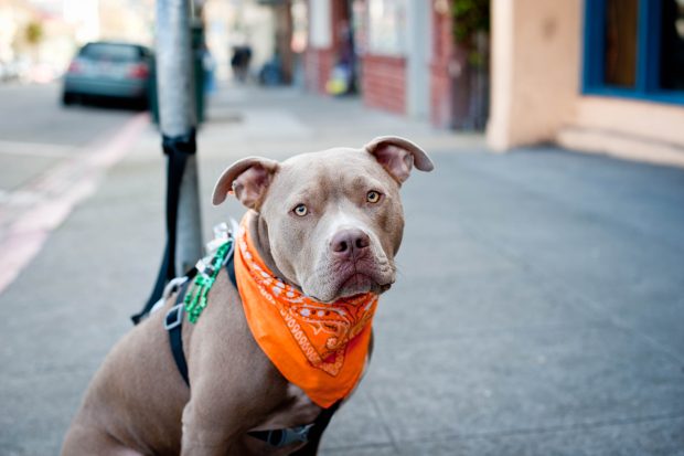 Rockridge Pitbull.