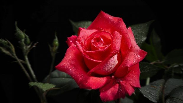Rose Flower Images HD Wallpapers HD.