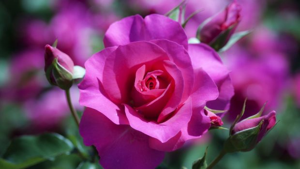Rose Flower Wallpaper HD images.