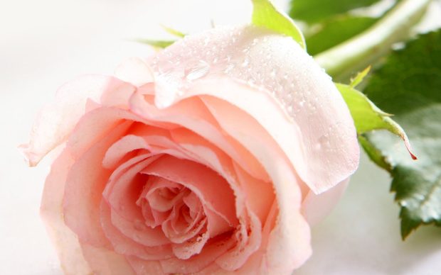 Rose flower image hd and wallpapers HD pictures.