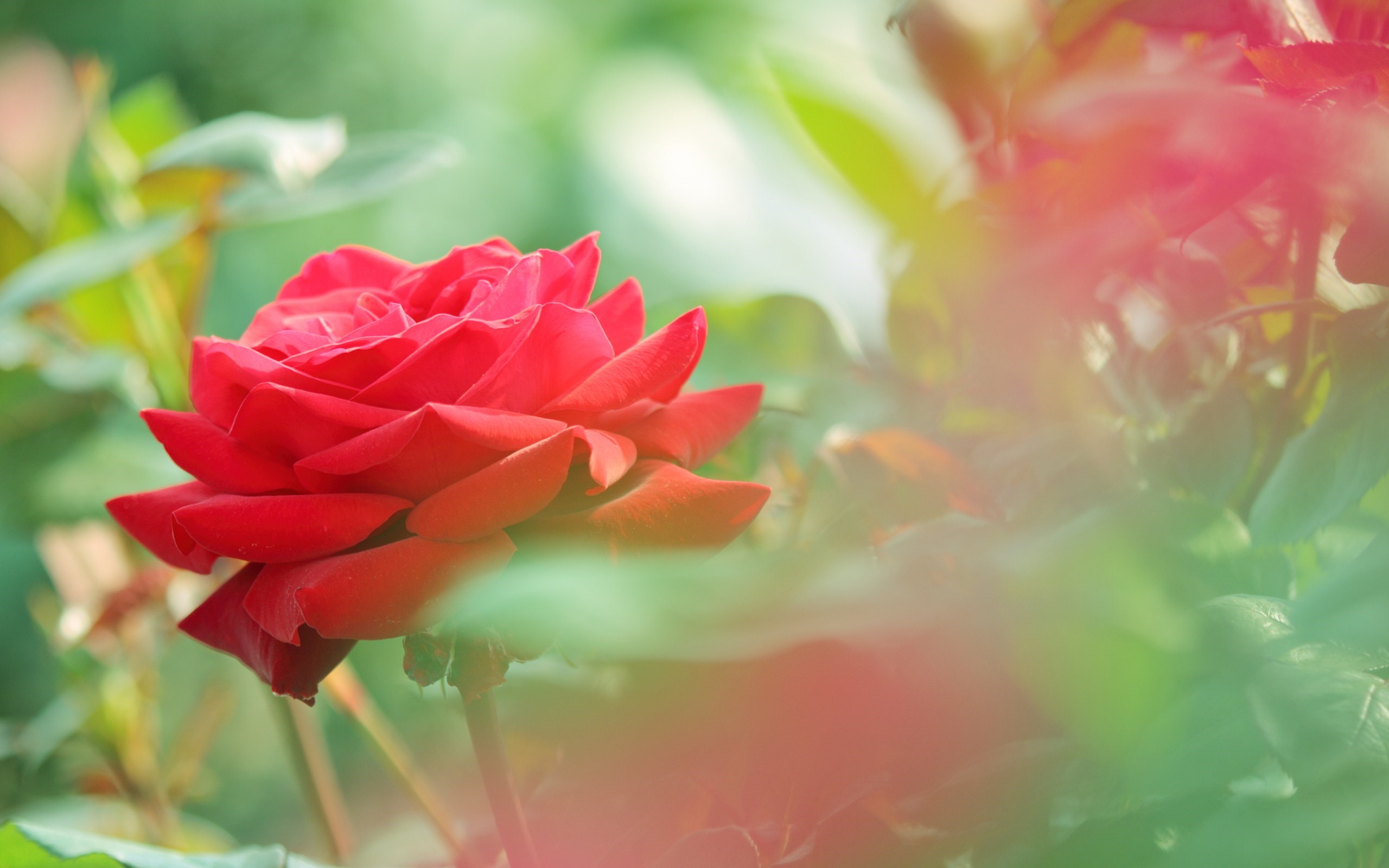 Rose Nature Wallpaper | Nature Wallpaper