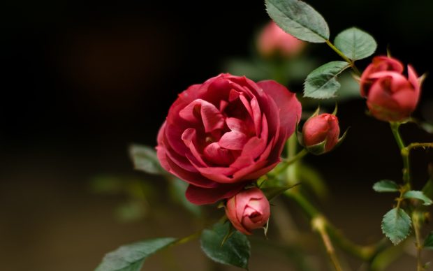 Rose flower wallpaper HD download free.