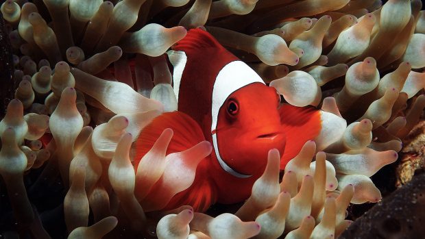 Savvy Clownfish Wallpapers 2560x1440.