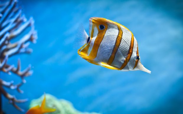 Sea Life Fish Under Water Ocean Wallpapers HD.