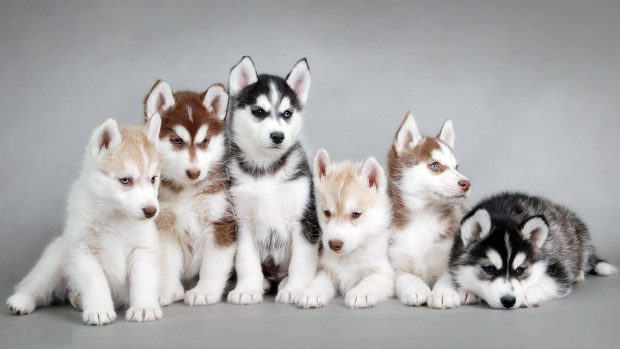 Siberian husky dogs backgrounds.