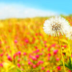 Summer wallpaper pictures images free.
