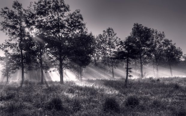 Sunlight through trees black and white wallpaper HD.