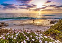 Surfer on a california beach at sunset wallpapers HD.