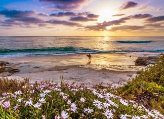 Surfer on a california beach at sunset wallpapers HD.