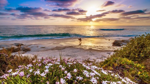 Surfer on a california beach at sunset wallpapers HD.