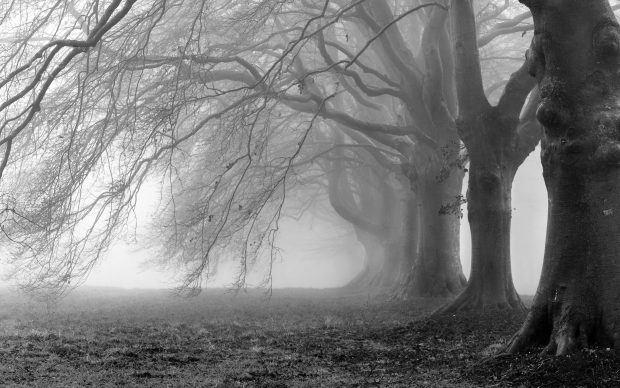 Tree Black and White HD Picture Wallpapers.