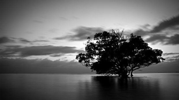 Tree Black and White Wallpaper Collections.