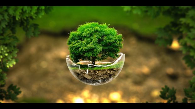 Tree in a broken bowl digital art HD wallpaper 1920x1080.