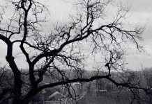 Tree wallpapers HD branches black and white roof terribly gloomy.