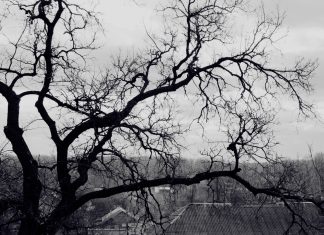 Tree wallpapers HD branches black and white roof terribly gloomy.