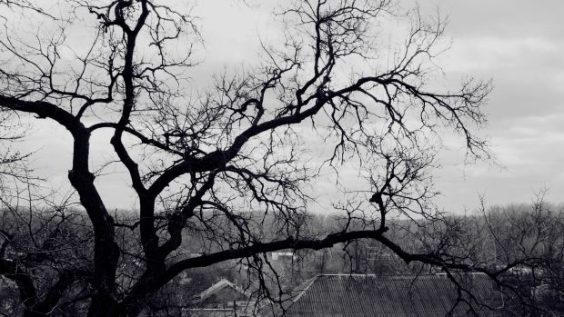 Tree wallpapers HD branches black and white roof terribly gloomy.