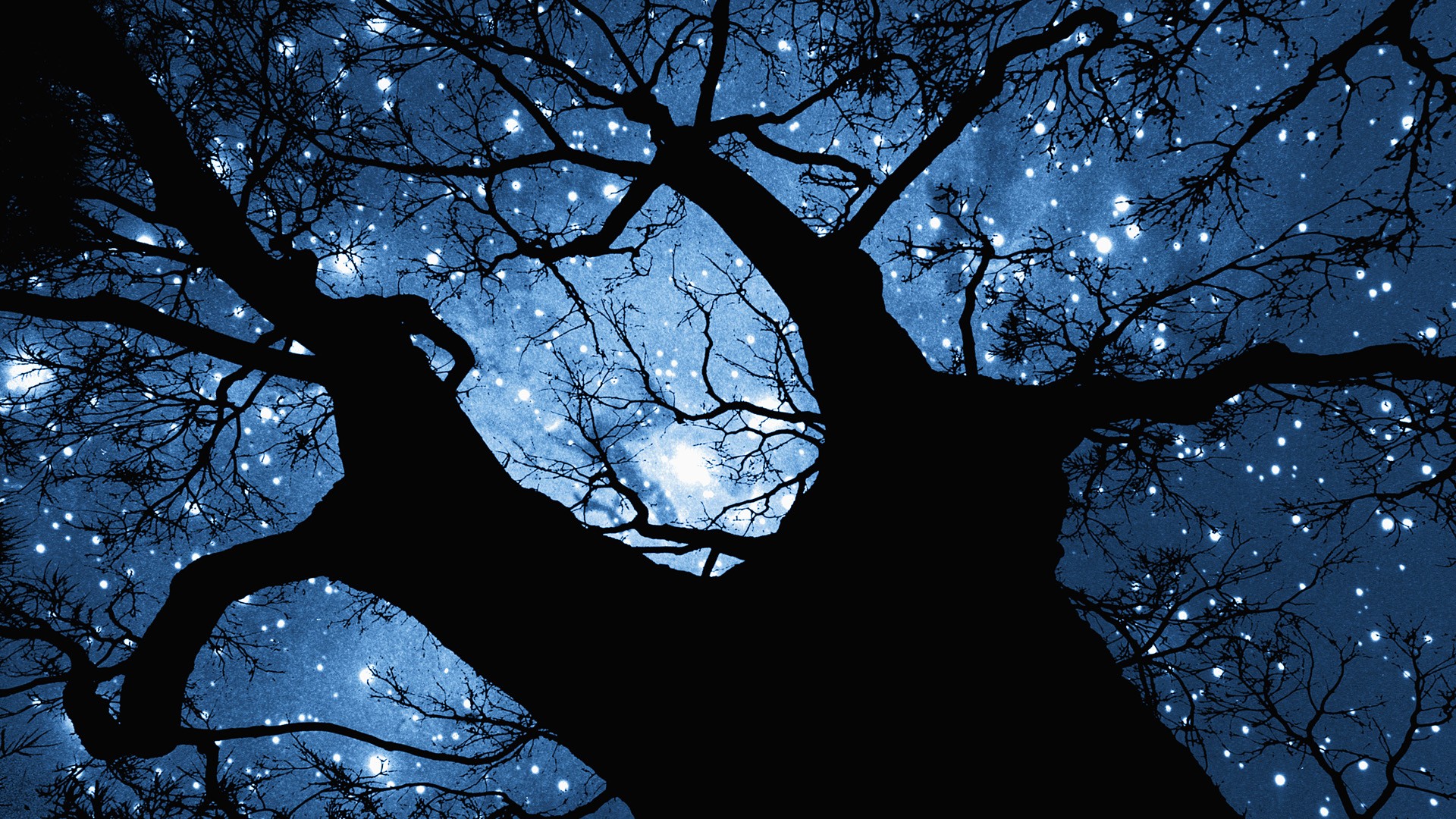 Trees At Night Wallpaper