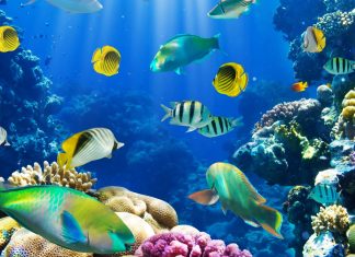 Underwater fish fishes tropical ocean sea reef wallpapers HD.