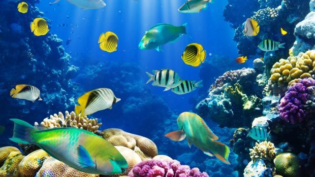 Underwater fish fishes tropical ocean sea reef wallpapers HD.