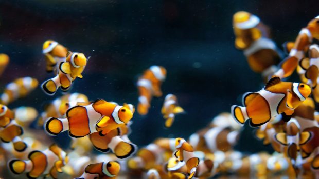 Wallpaper many clownfish full hd.