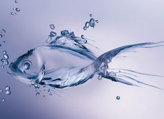 Water Fish Wallpaper HD Backgrounds.