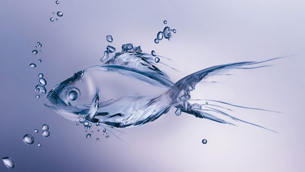 Water Fish Wallpaper HD Backgrounds.