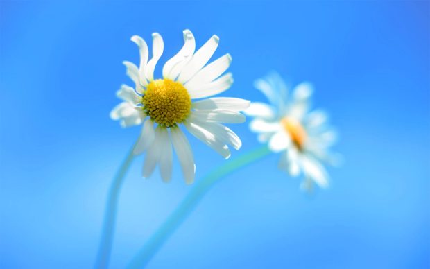 White Flower HD Wallpapers for Windows 8 1.