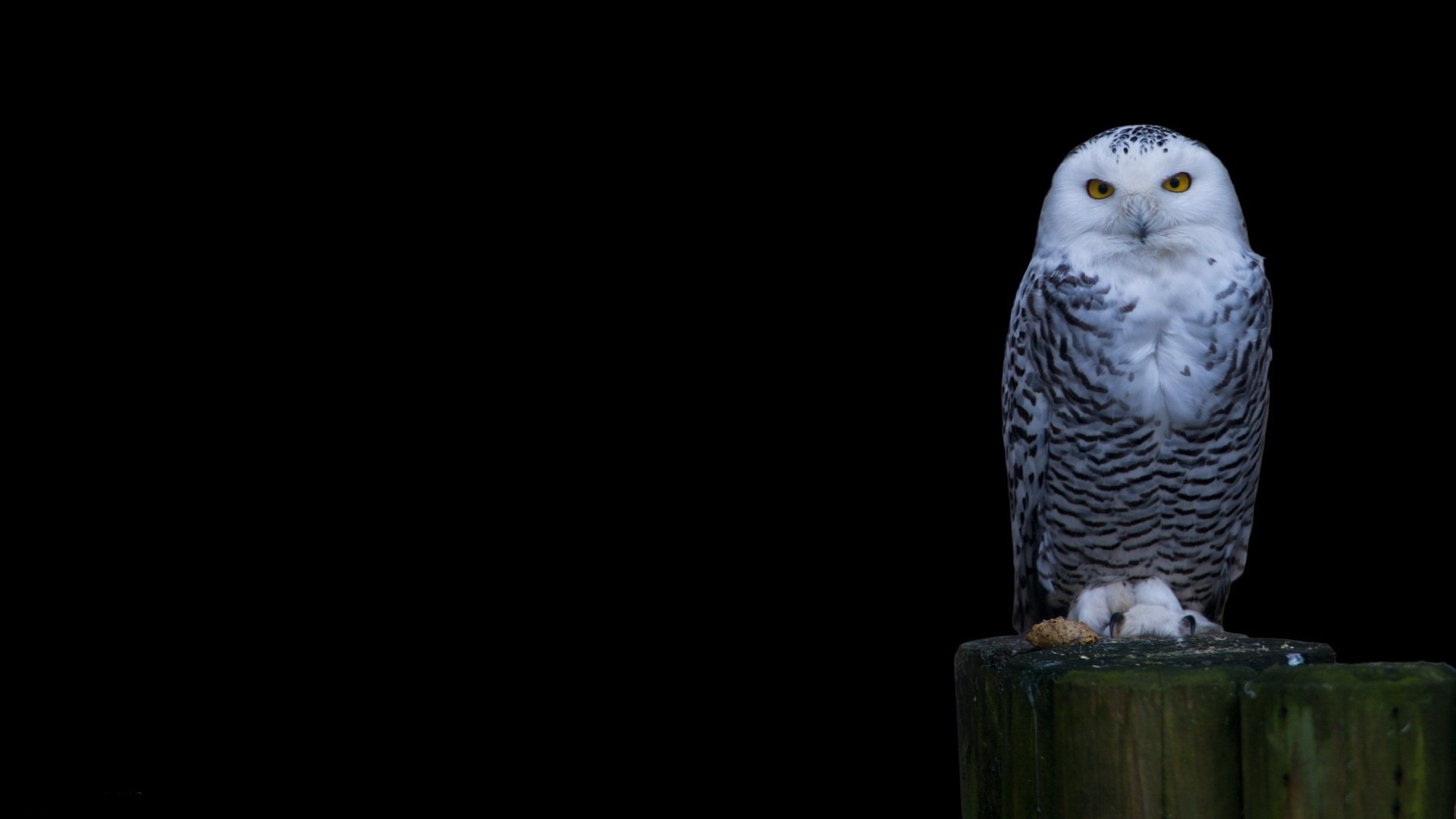 White Head Owl Wallpaper Pc Image Laptop Picture.