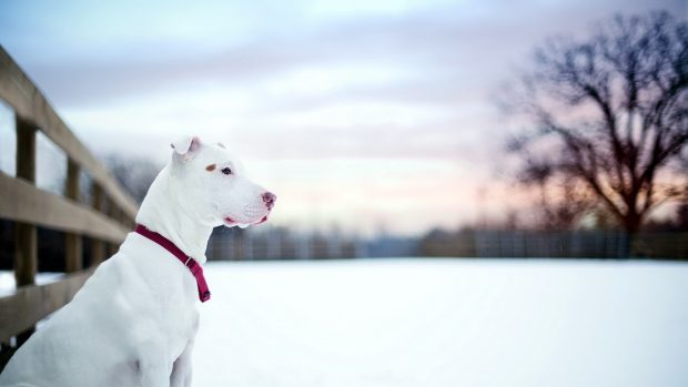 White Pitbull wallpapers.