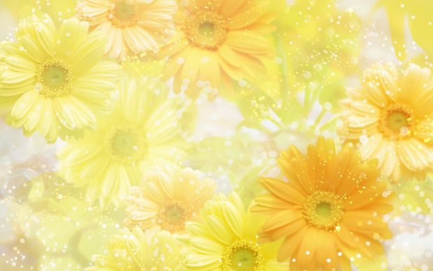 yellow widescreen wallpaper flowers background