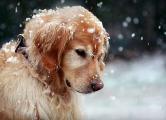 Winter dog snowflakes wallpaper HD.