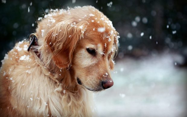 Winter dog snowflakes wallpaper HD.