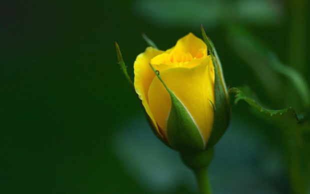 Yellow Rose HD Wallpapers backgrounds desktop.