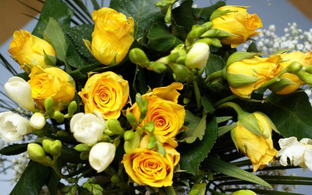 Yellow Roses wallpapers backgrounds.