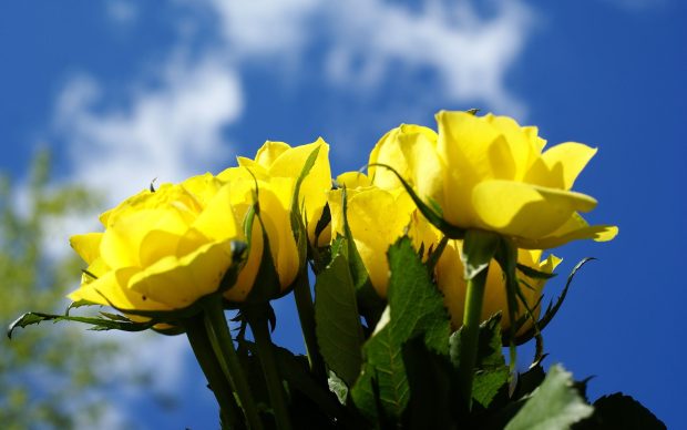 Yellow rose backgrounds.