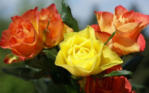 Yellow rose backgrounds free download.
