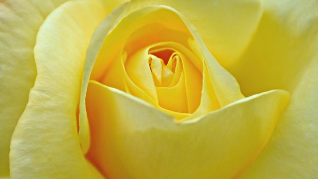 Yellow rose backgrounds wallpapers HD.
