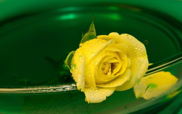 Yellow rose vessel flowers HD wallpaper.