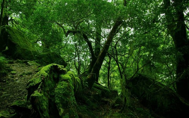 1440x900 Green Forest Vegetation Wallpaper.