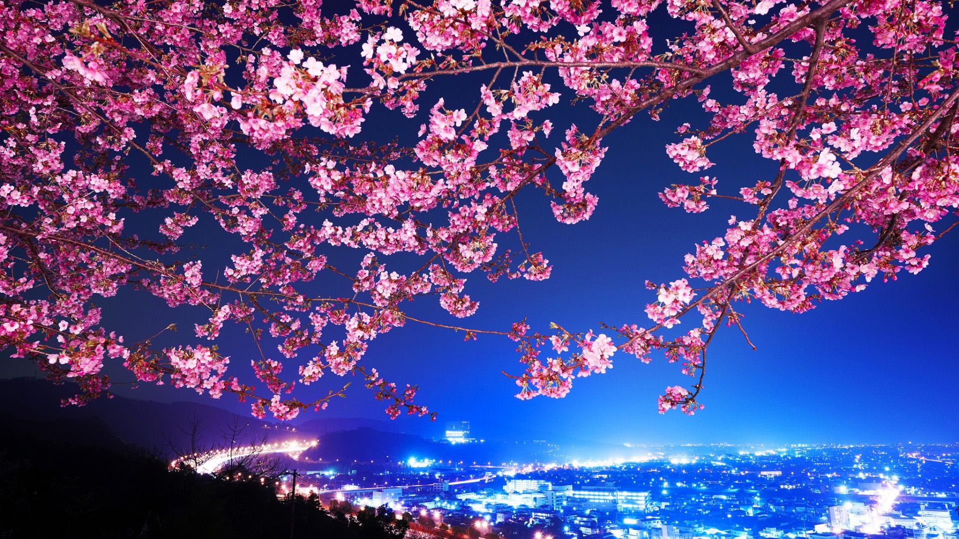 Earth Spring Cherry Blossom Cherry Tree Japan Sakura Sakura Blossom  HD wallpaper  Wallpaperbetter
