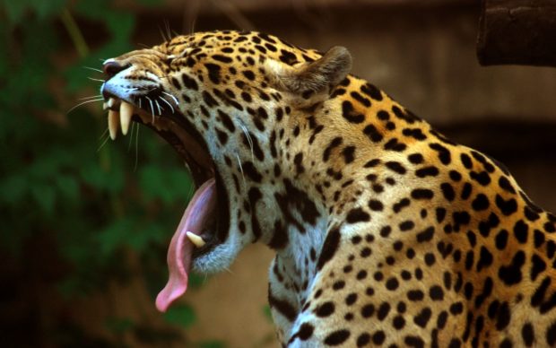 Amazing Leopard Wallpaper Full HD.