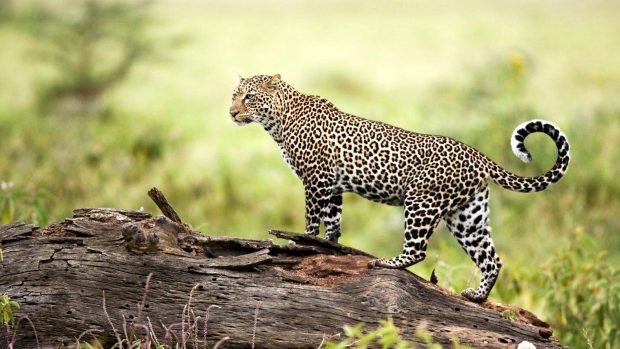 Amazing amur leopard wallpaper.