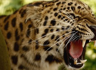 Angry Leopard Wallpapers HD.
