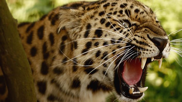 Angry Leopard Wallpapers HD.