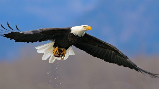 Animal Bald Eagle Wallpaper.