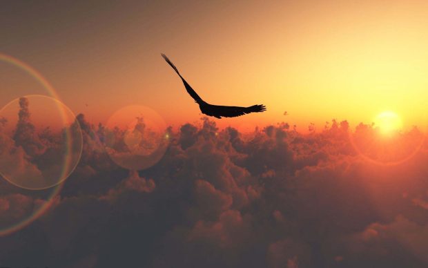 Animal Eagle Silhouette Above The Clouds Wallpaper.