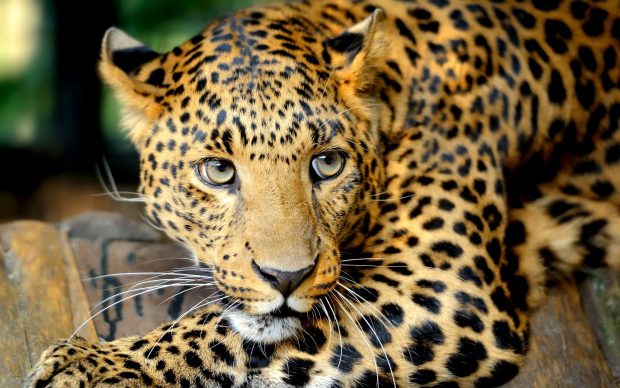 Animal Leopard HD Wallpaper High Resolution.